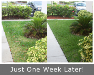 Our team can take your yard from patchy to peachy in under a week